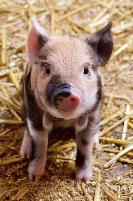 Read more about the article It would have made a dreadfully ugly child, but it makes rather a handsome pig